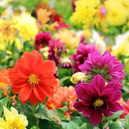 بذور الداليا مخلوطة