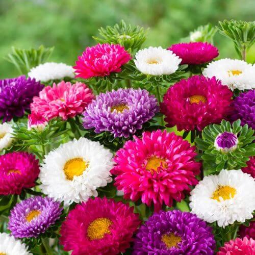 بذور الاستر النجمية (نانو)