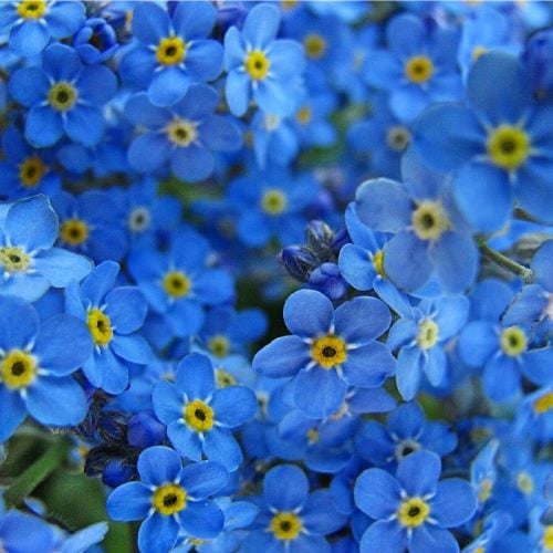 بذور زهرة فورقيت مي نوت (أذن الفار) زرقاء