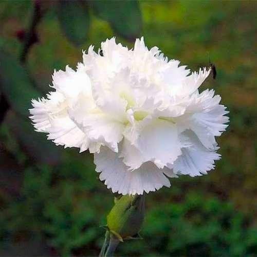 بذور القرنفل العطري متنوع