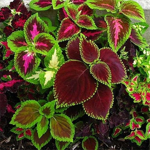 بذور نبات السجاد (سيلوزيا) متنوع الألوان