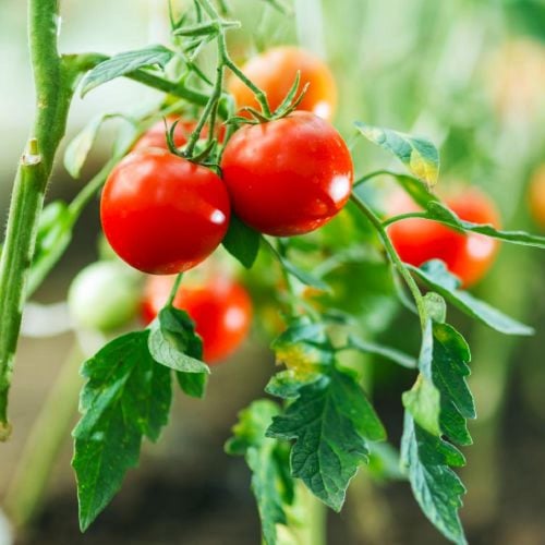 بذور الطماطم الكروية (سانتيلا)