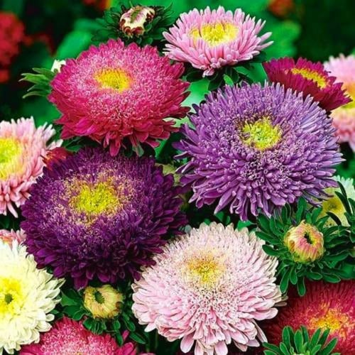 بذور أستر الأميرات مخلوط (كاليفورنيا جيانت)