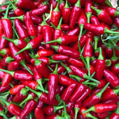 بذور الفلفل الاحمر القزمي اورنامينتال