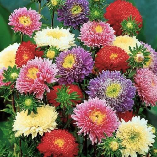 بذور أستر الأميرات مخلوط (كاليفورنيا جيانت)