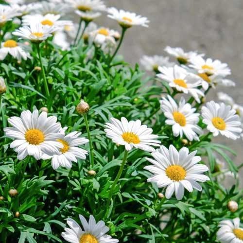 بذور الاقحوان دوارف