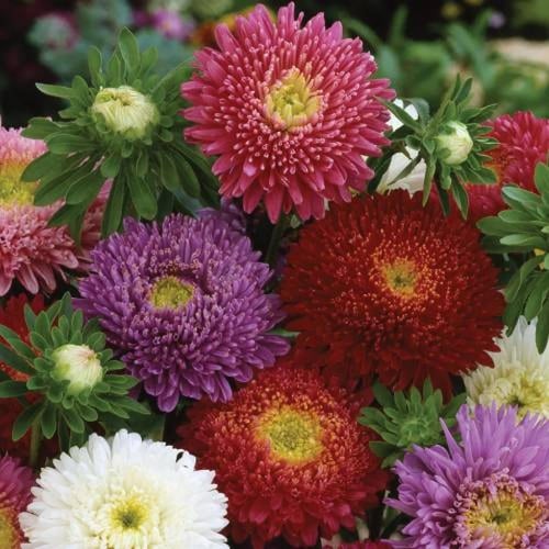 بذور أستر الأميرات مخلوط (كاليفورنيا جيانت)