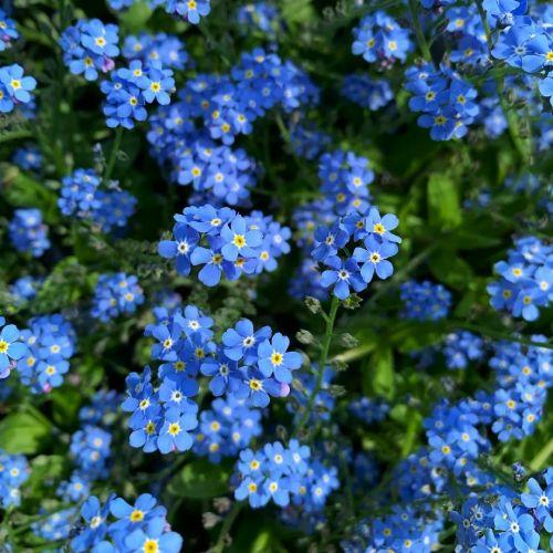 بذور زهرة فورقيت مي نوت (أذن الفار) زرقاء