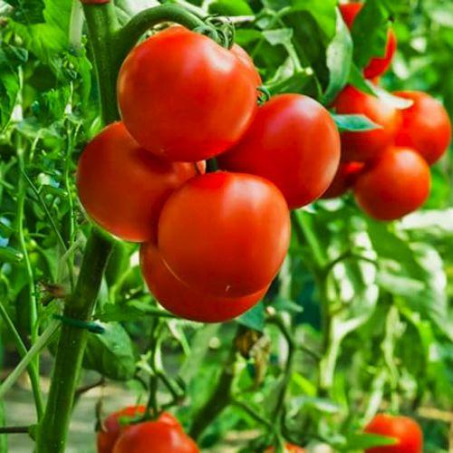 بذور الطماطم الكروية (سانتيلا)