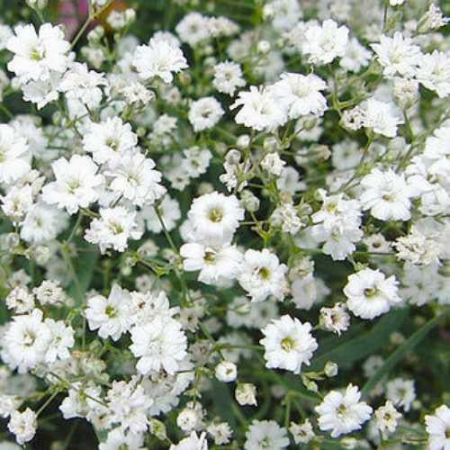 بذور الجيبسوفيلا ايليجانس مخلوط (قرنفل أبيض)