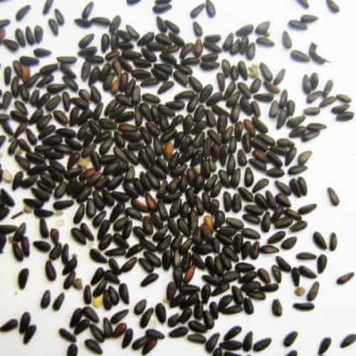 بذور المليسا ( نعناع متنوع )