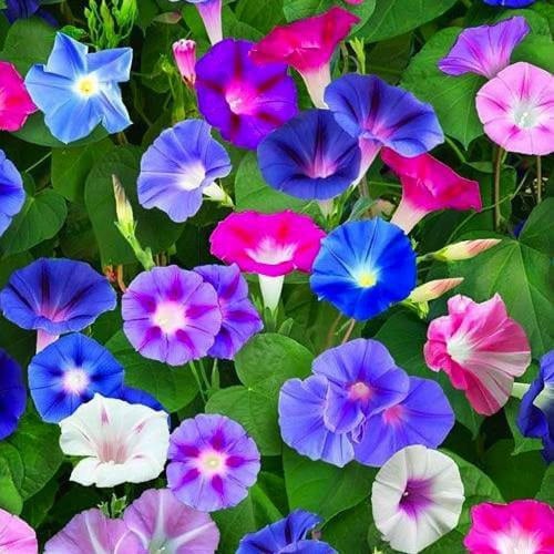 بذور مجد الصباح ايبوميا مخلوط