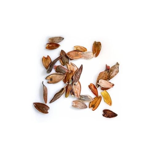 بذور زينيا ( جيجانتي كاليفورنيا)