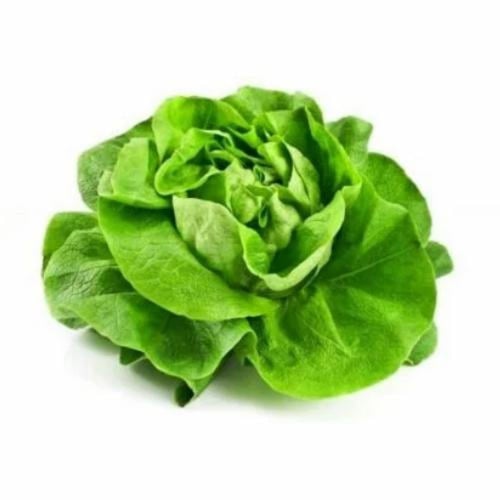 بذور الخس فيردي