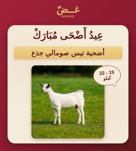 تيس صومالي (جذع-ثني)