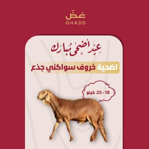 اضحية خروف سواكني حمري جذع 18 - 25 كيلو