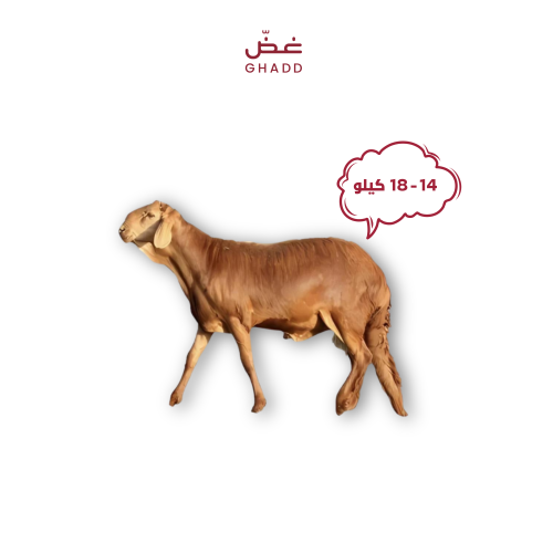 سواكني مرابي جذع وسط