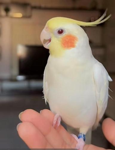 محمية الطيور