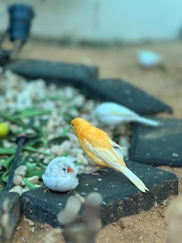 محمية الطيور