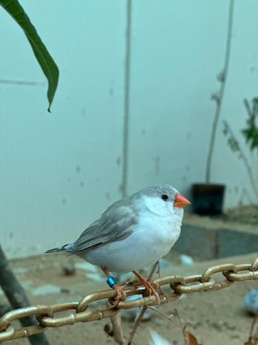 محمية الطيور