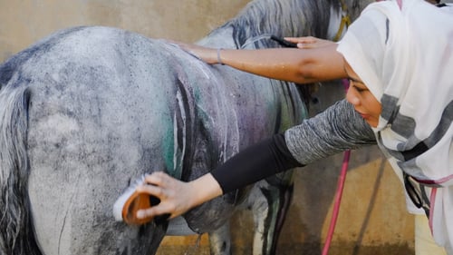 مزرعة الريف - جدة