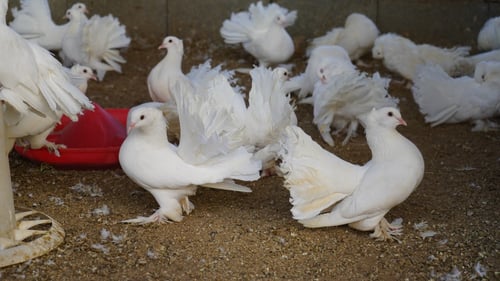 مزرعة الريف - جدة