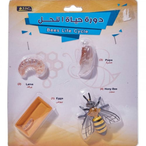 أشكال تعليمية ثلاثية الأبعاد تعلم دورة حياة مكونة...