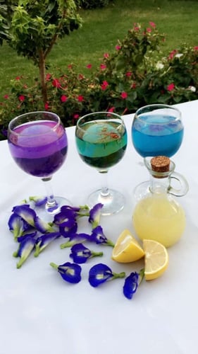 شاي ازرق عضوي