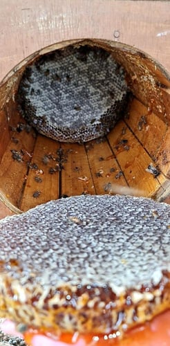 عسل طلح اصلي نص كيلو 500 جرام إنتاج عام 2024