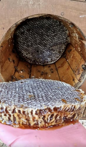 عسل طلح اصلي ربع كيلو 250 جرام إنتاج عام 2024