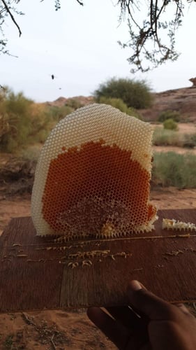 اقراص عسل طلح اصلي انتاج عام 2024