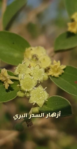 عسل سدر جبلي اصلي ربع كيلو 250 جرام إنتاج عام 2023...