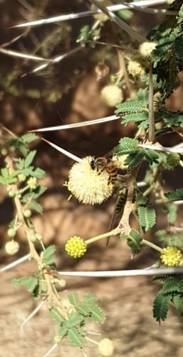 عسل طلح اصلي ربع كيلو 250 جرام إنتاج عام 2023