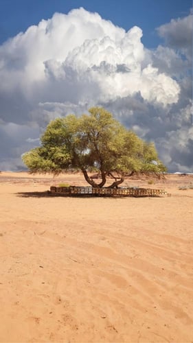 عسل طلح اصلي نص كيلو 500 جرام إنتاج عام 2024