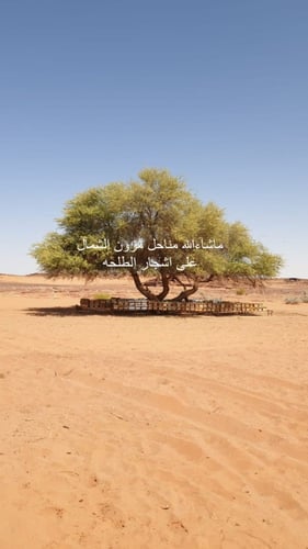 عسل طلح اصلي نص كيلو 500 جرام تاريخ الانتاج 2023