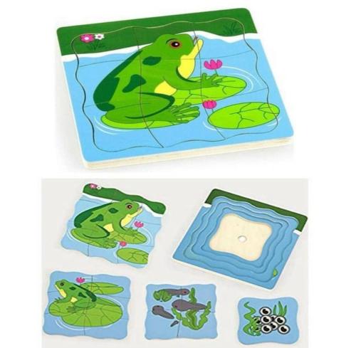 دورة حياة الضفدع بازل خشبي