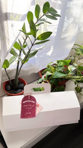 بوكس الشتاء Red