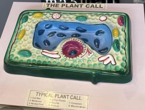 مجسم خلية نباتية