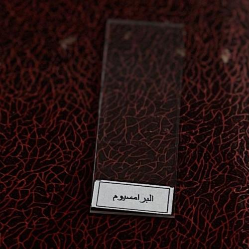 شريحة مجهرية البراميسيوم