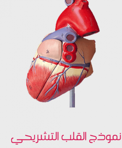 نموذج قلب بشري