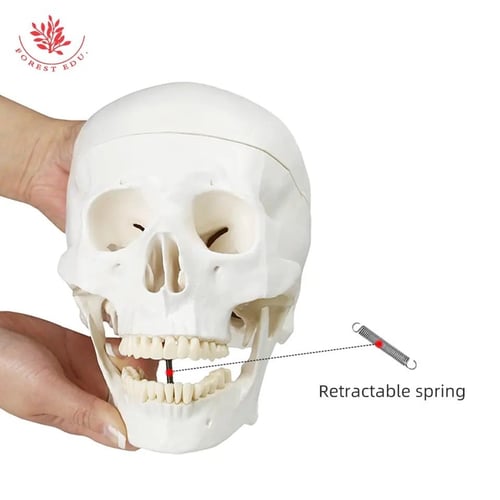 نموذج جمجمة