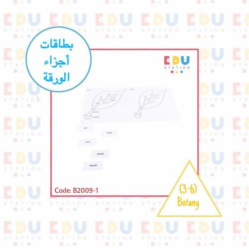 بطاقات أجزاء الورقة (عربي)