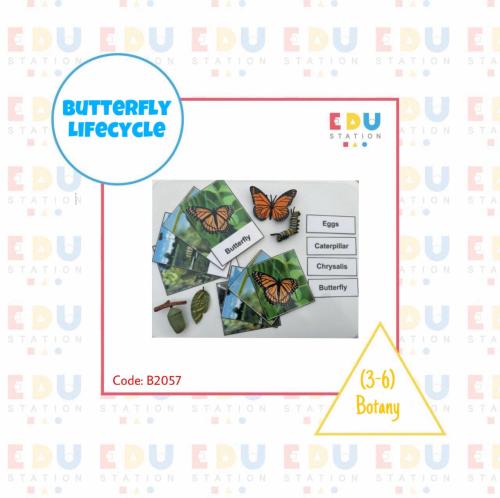 Butterfly Lifecycle (objects + cards + chart) - En...