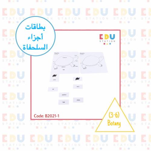 بطاقات أجزاء السلحفاة (عربي)