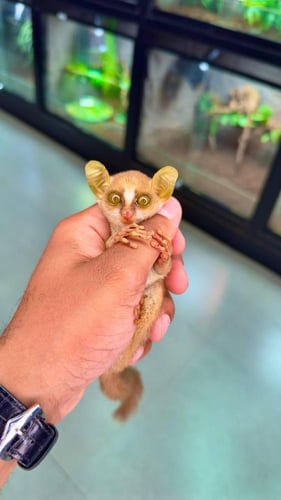 بوش بيبي - ديميدوف جلاجو