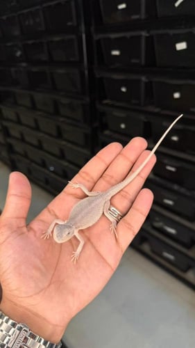 بيردد دراقون - هايبو زيرو ( أبيض )