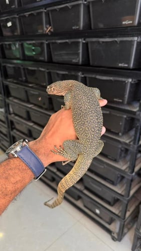 ورل - بلو تيل مونيتر ( وسط )