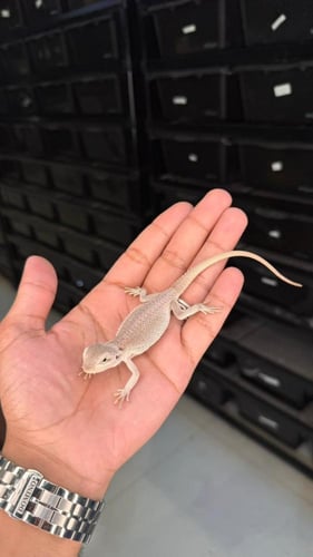 بيردد دراقون - هايبو زيرو ( رمادي )