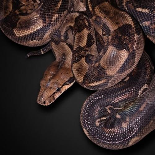 بوا عاصرة حجم M - Boa constrictor