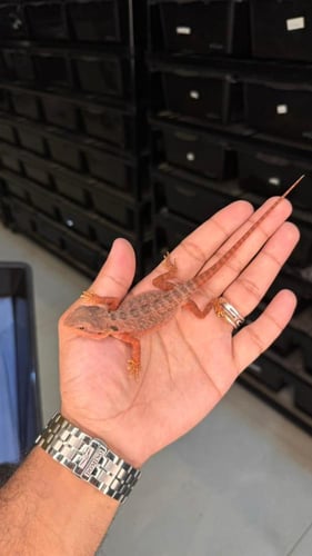 بيردد دراقون - سوبر ريد ترانسلوسنت